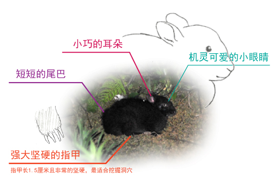 奄美大岛 奄美大岛