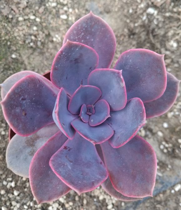 紫丁香花 紫丁香花