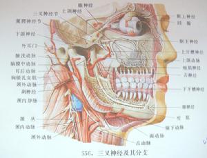 脑神经
