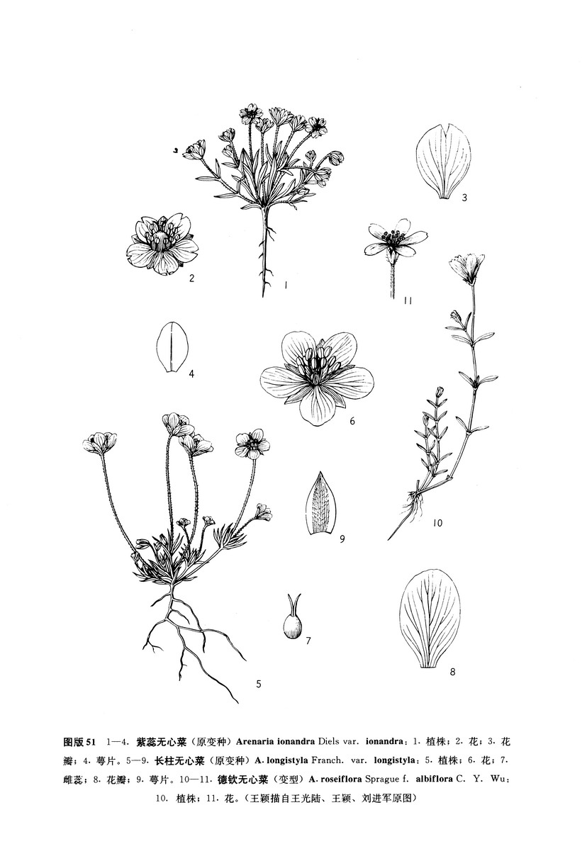 长柱无心菜(原变种) 长柱无心菜(原变种)