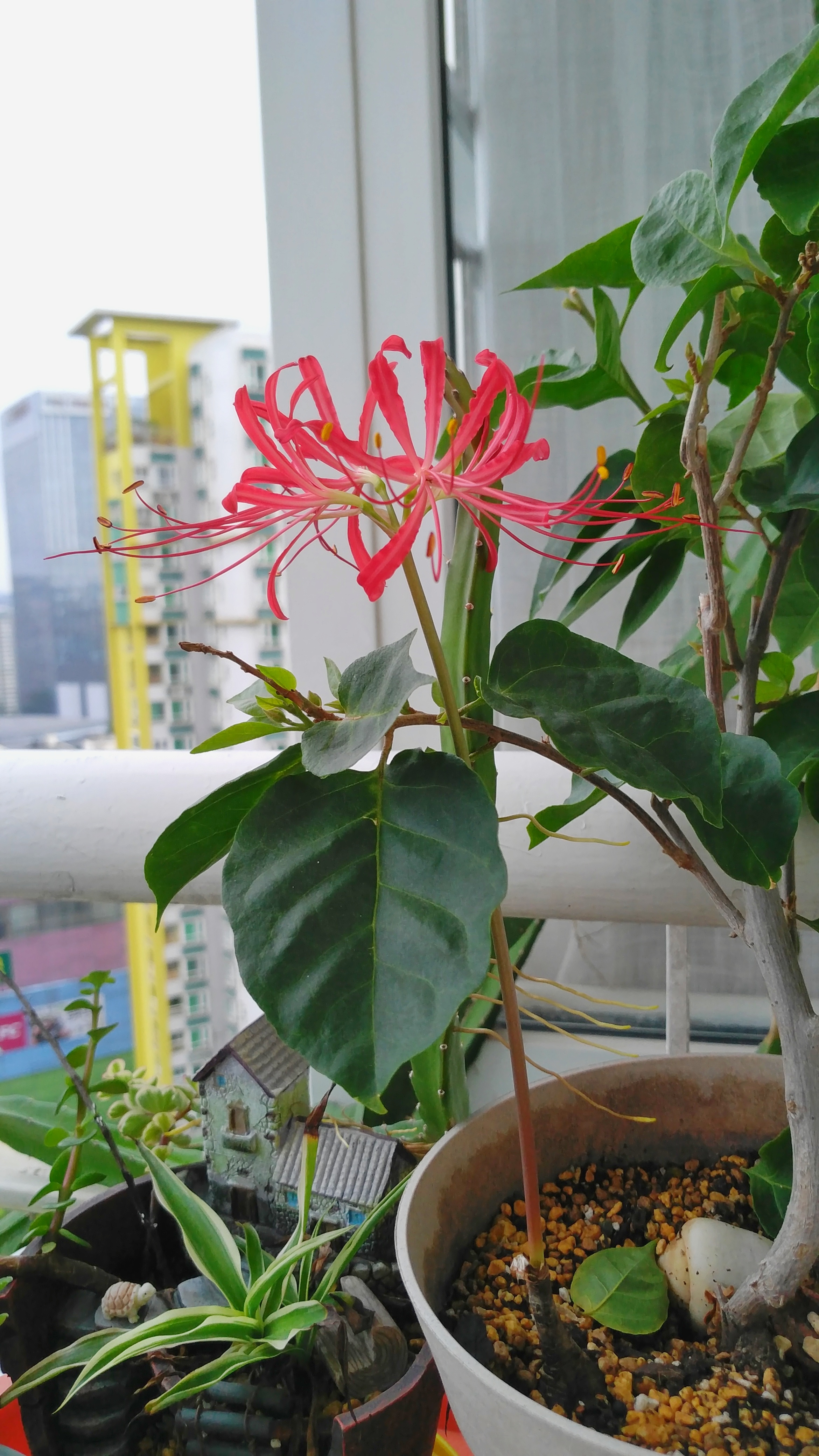 石蒜(曼珠沙华)