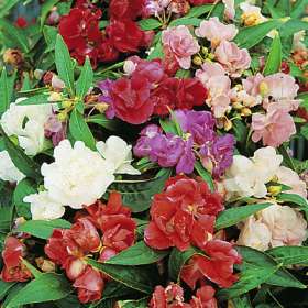 凤仙花 凤仙花