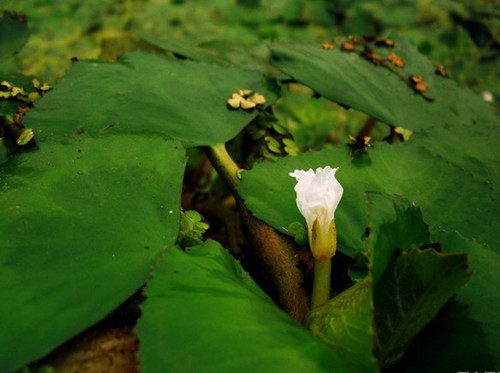 菱角(水生植物) 菱角(水生植物)