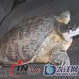象鼻龟