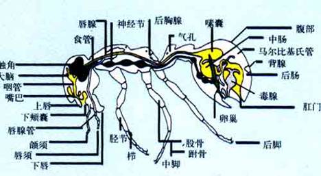 收割蚁的构造 收割蚁的构造