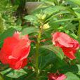 凤仙花(指甲花)