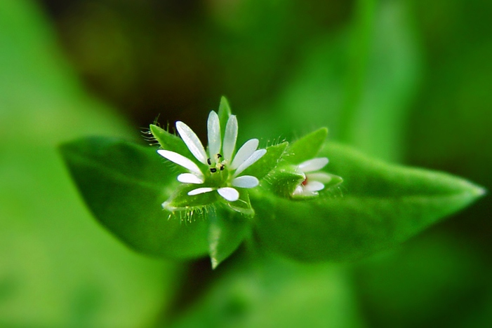 繁缕花 繁缕花