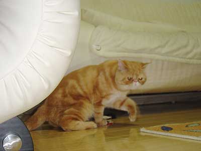 红虎斑异国短毛猫 红虎斑异国短毛猫