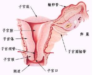 阴道前壁脱垂 阴道前壁脱垂