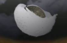 佩恩(畜生道（佩恩六道畜生道）)