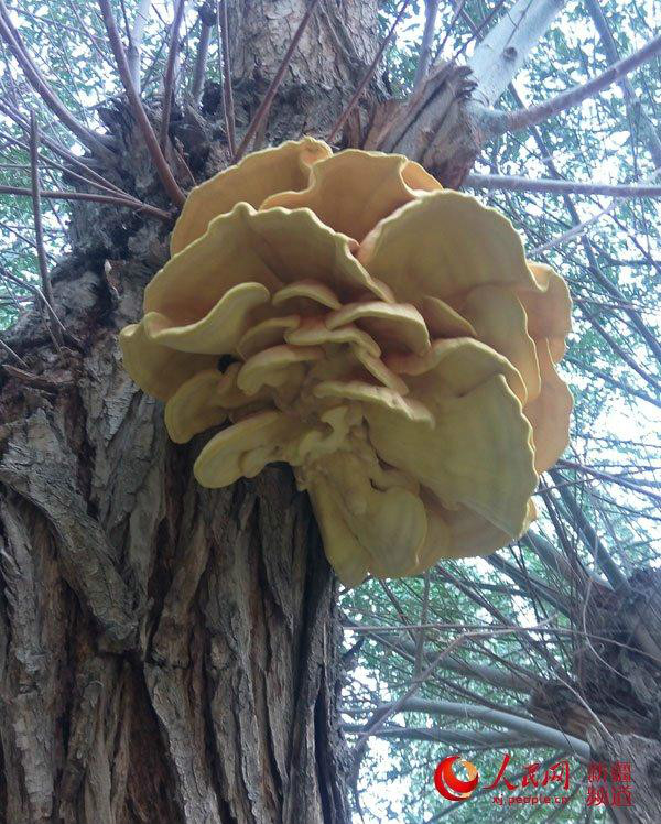 柳树菇 柳树菇