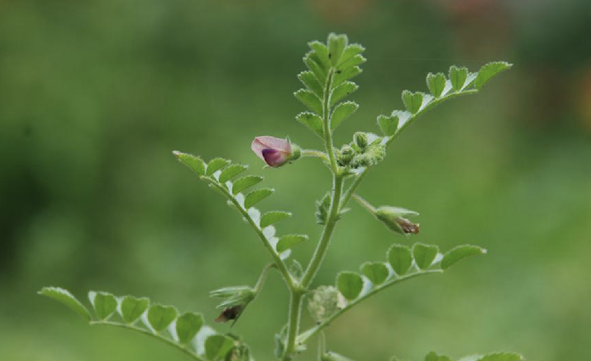 鹰嘴豆 鹰嘴豆