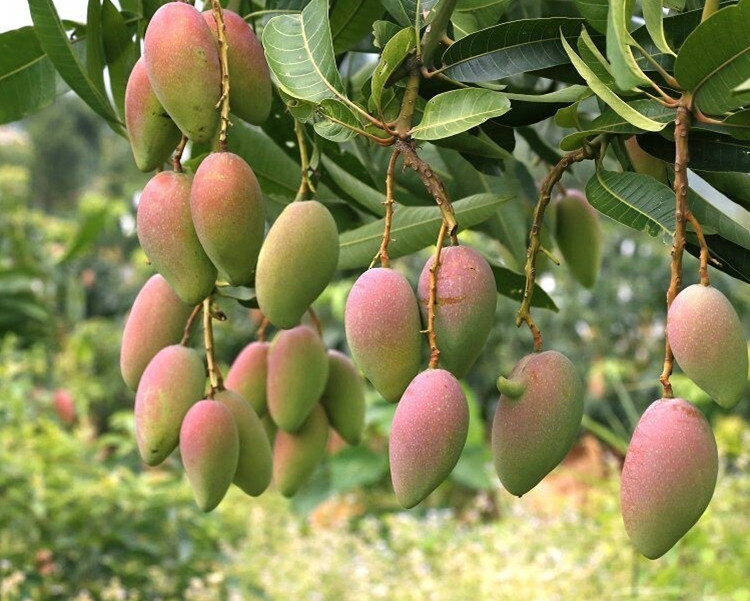 四季芒果 四季芒果
