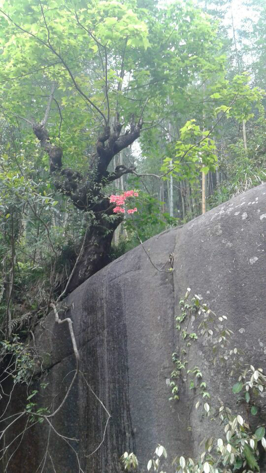 石后乡 石后乡