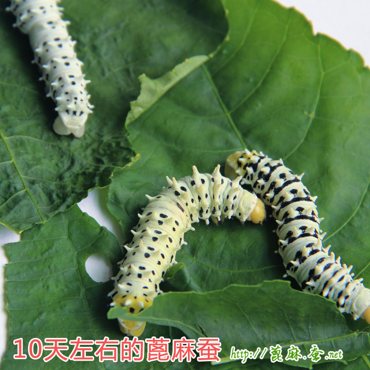 蓖麻蚕图片 蓖麻蚕图片