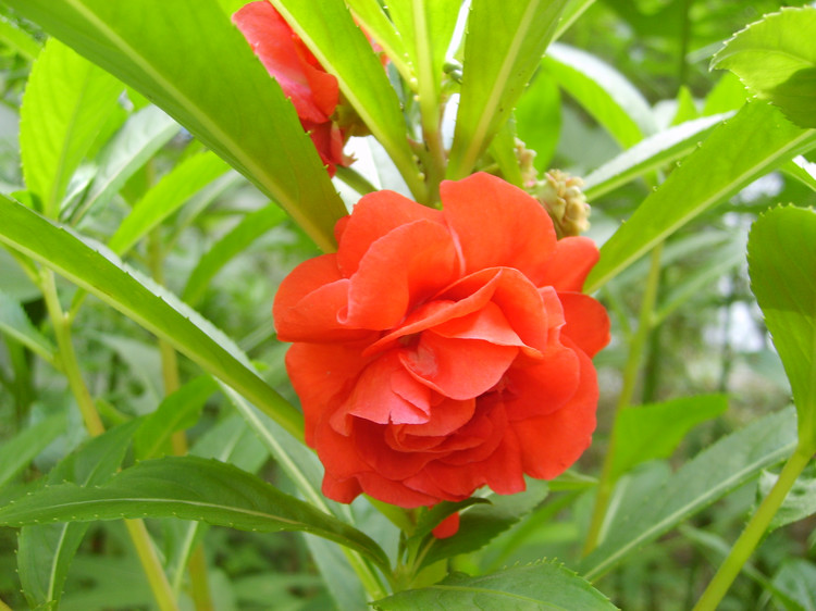 凤仙花科 凤仙花科