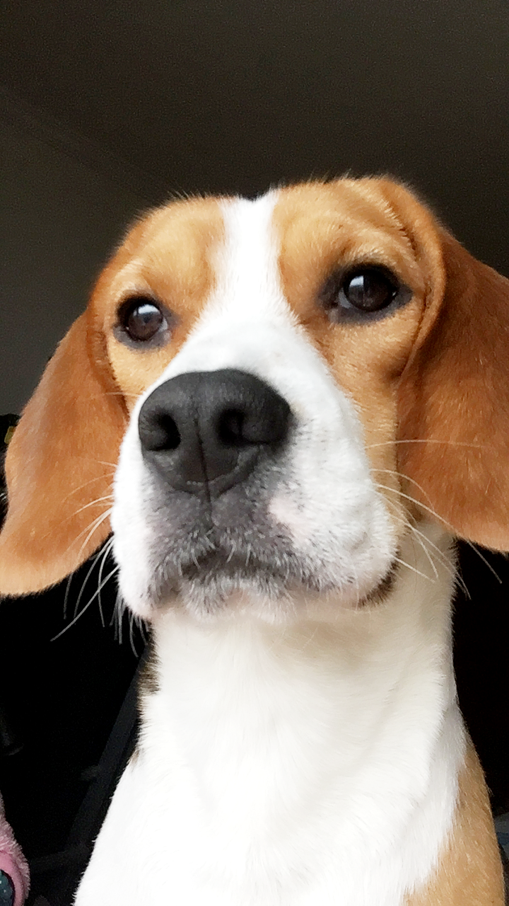 米格鲁猎兔犬 米格鲁猎兔犬