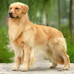 寻回犬 寻回犬