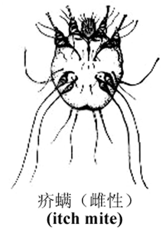 疥螨 疥螨