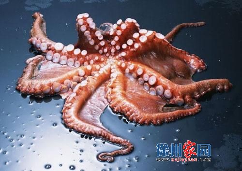章鱼 章鱼