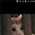 忠犬八公唯美图片
