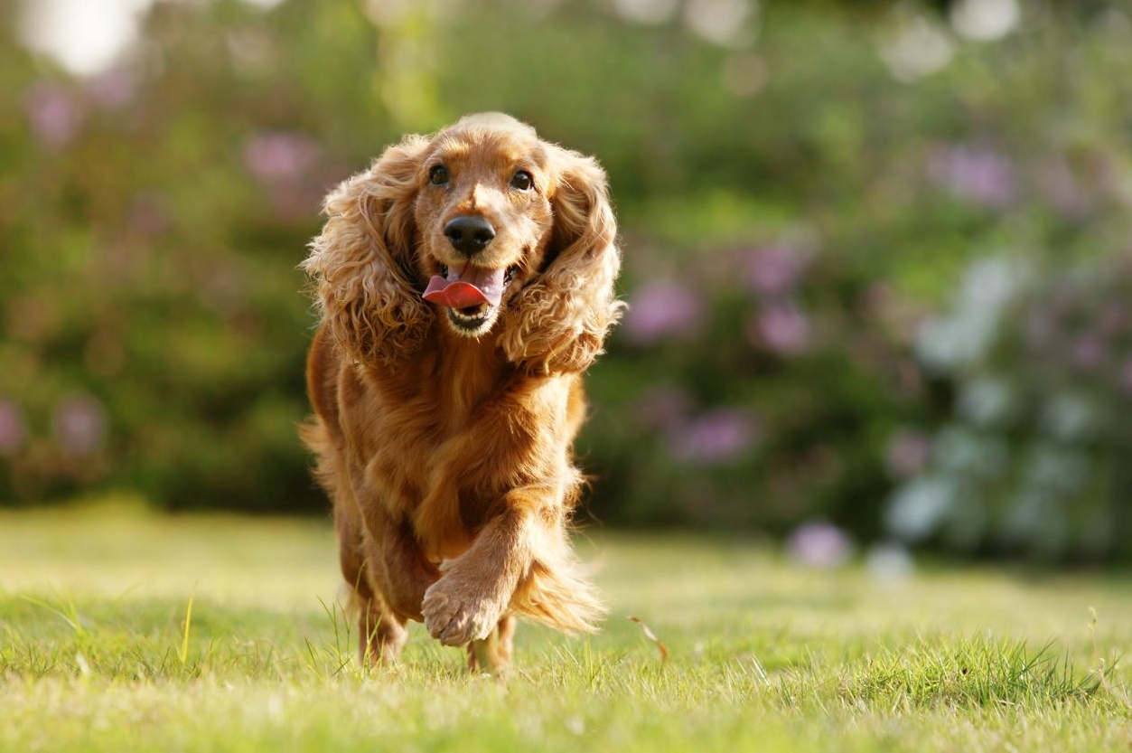 可卡颇犬 可卡颇犬