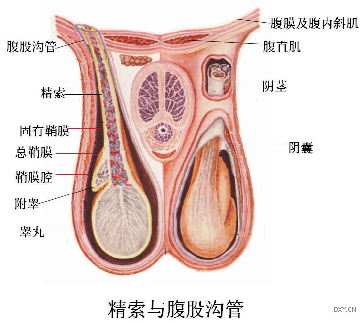 附睪结核