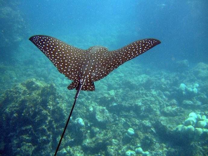 深海底栖生物