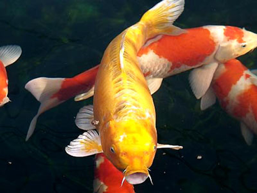 锦鲤(图3) 锦鲤(图3)