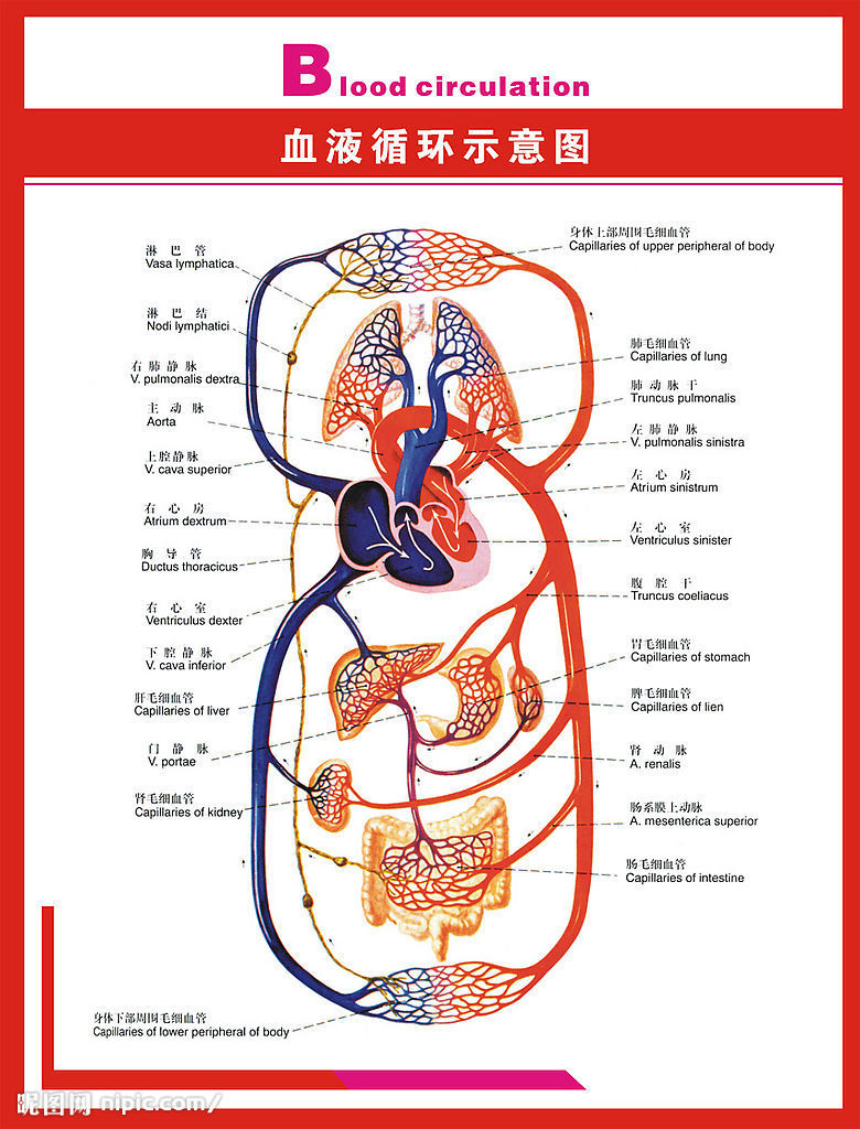 血液循环图 血液循环图
