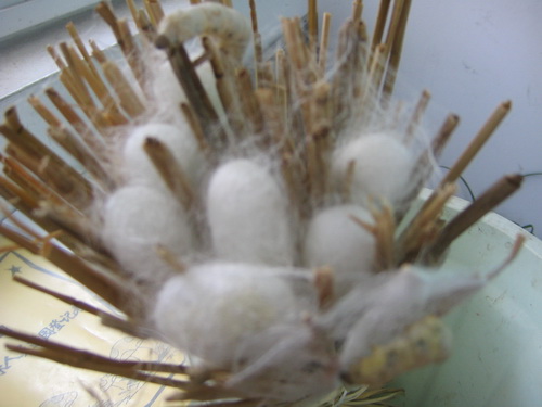 蚕茧 蚕茧