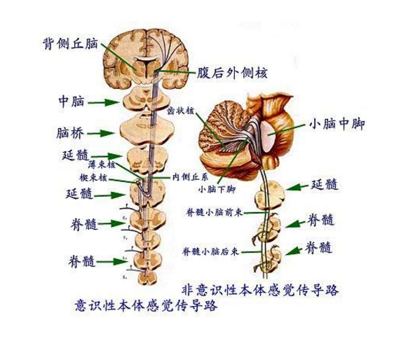 传导路