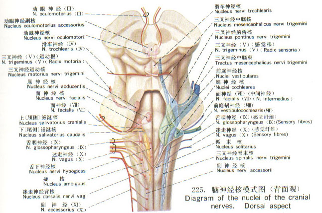 脑神经核