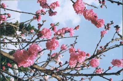 北京西山占断春光惟此花 北京西山占断春光惟此花