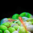深海生物
