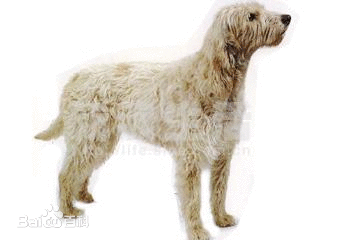 寻回犬 寻回犬