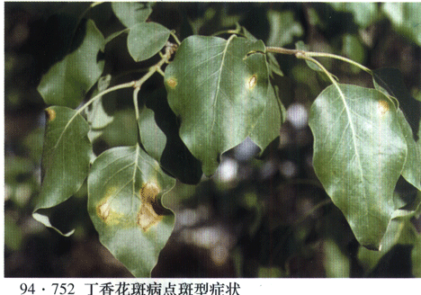 丁香花斑病 丁香花斑病