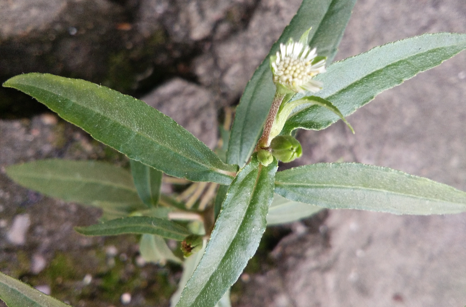 白花蟛蜞草