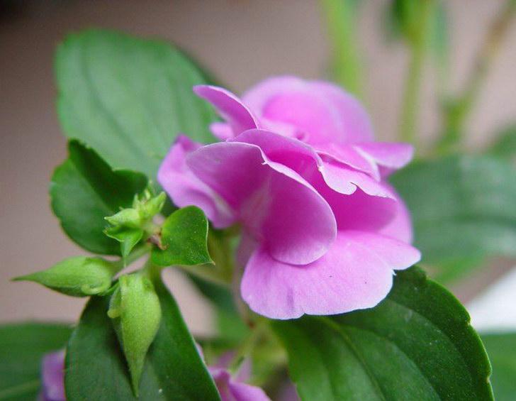 凤仙花 凤仙花