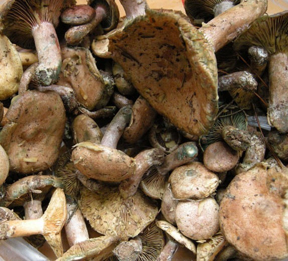 丛菌 丛菌