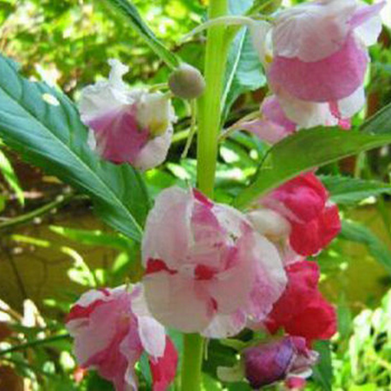 凤仙花 凤仙花