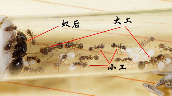 工匠收穫蚁的工蚁体型差异图 工匠收穫蚁的工蚁体型差异图