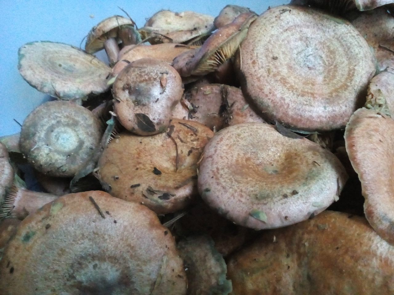 枞树菌 枞树菌