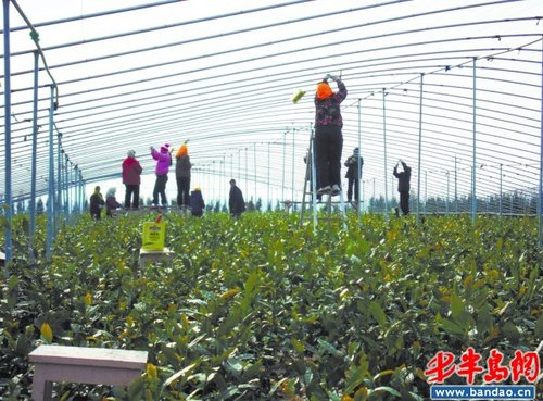 茶苗暖棚过寒冬 茶苗暖棚过寒冬