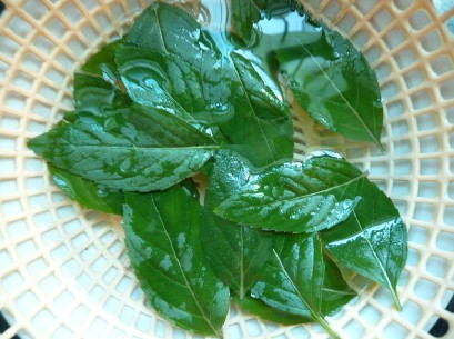 薄荷 薄荷