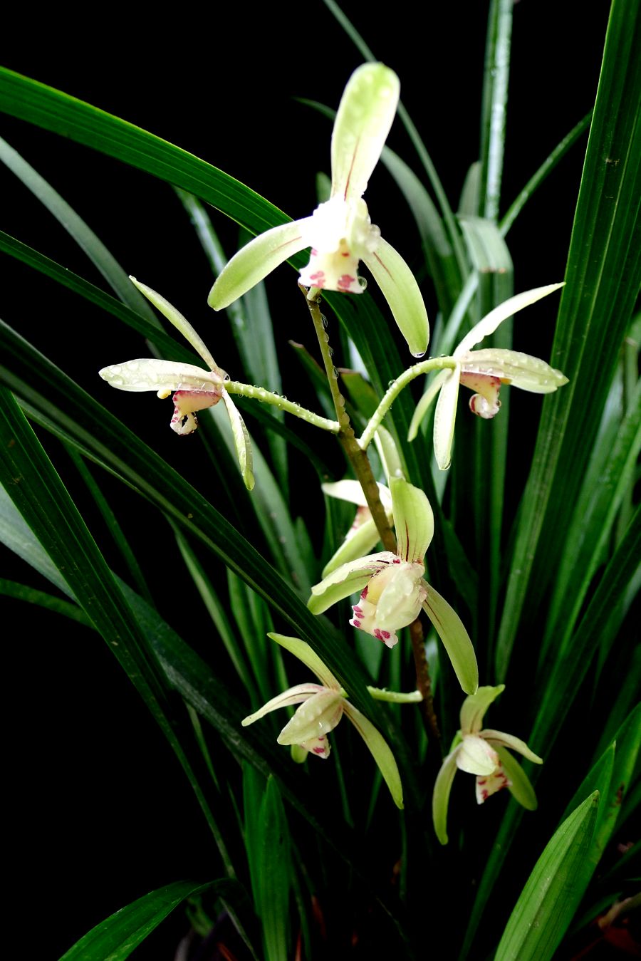 兰草(兰科、泽兰属植物) 兰草(兰科、泽兰属植物)