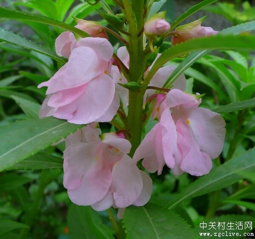 急性子 急性子