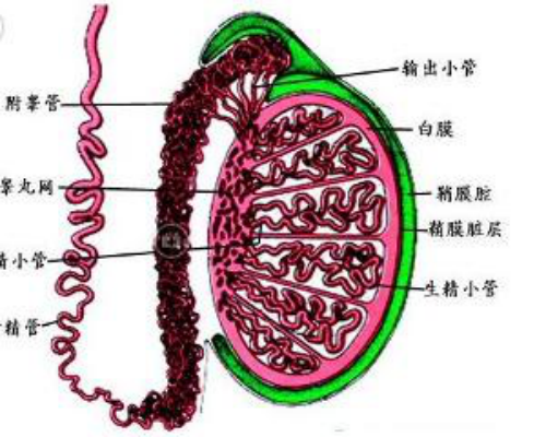 附睪管