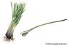 水韭(Isoetes engelmanni) 水韭(Isoetes engelmanni)