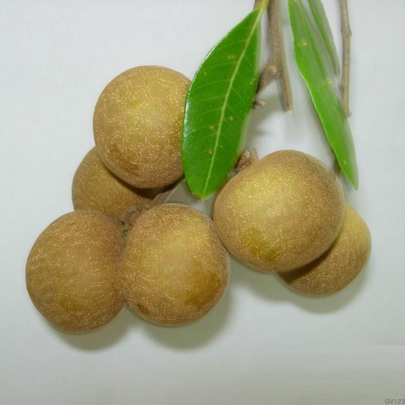 桂圆树 桂圆树
